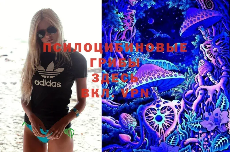 Галлюциногенные грибы Psilocybe  hydra сайт  Агрыз 